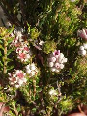 Phylica lachneaeoides