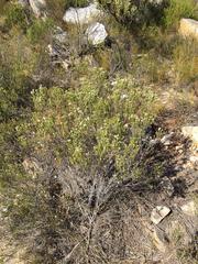 Phylica lachneaeoides