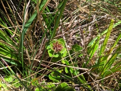Teucrium pyrenaicum