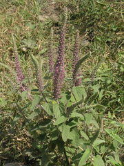 Teucrium hircanicum