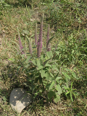 Teucrium hircanicum