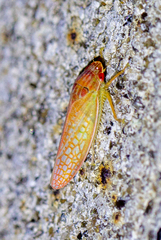 Gyponana gladia