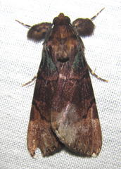 Audea bipunctata