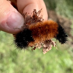 Pyrrharctia isabella