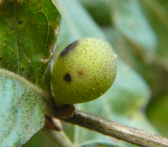 Amphibolips globulus