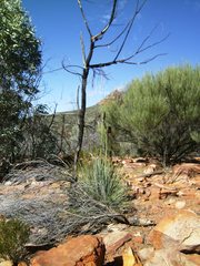 Xanthorrhoea quadrangulata