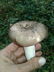 Russula parazurea