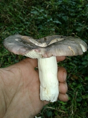 Russula parazurea