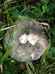 Russula parazurea