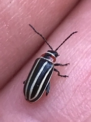 Disonycha pensylvanica