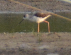 Himantopus himantopus