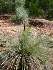 Xanthorrhoea quadrangulata