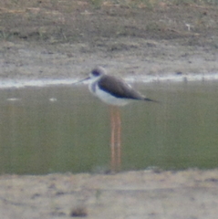 Himantopus himantopus