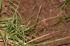 Carex divulsa divulsa
