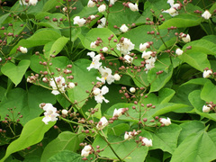 Catalpa