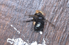 Xylocopa splendidula