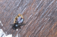 Xylocopa splendidula