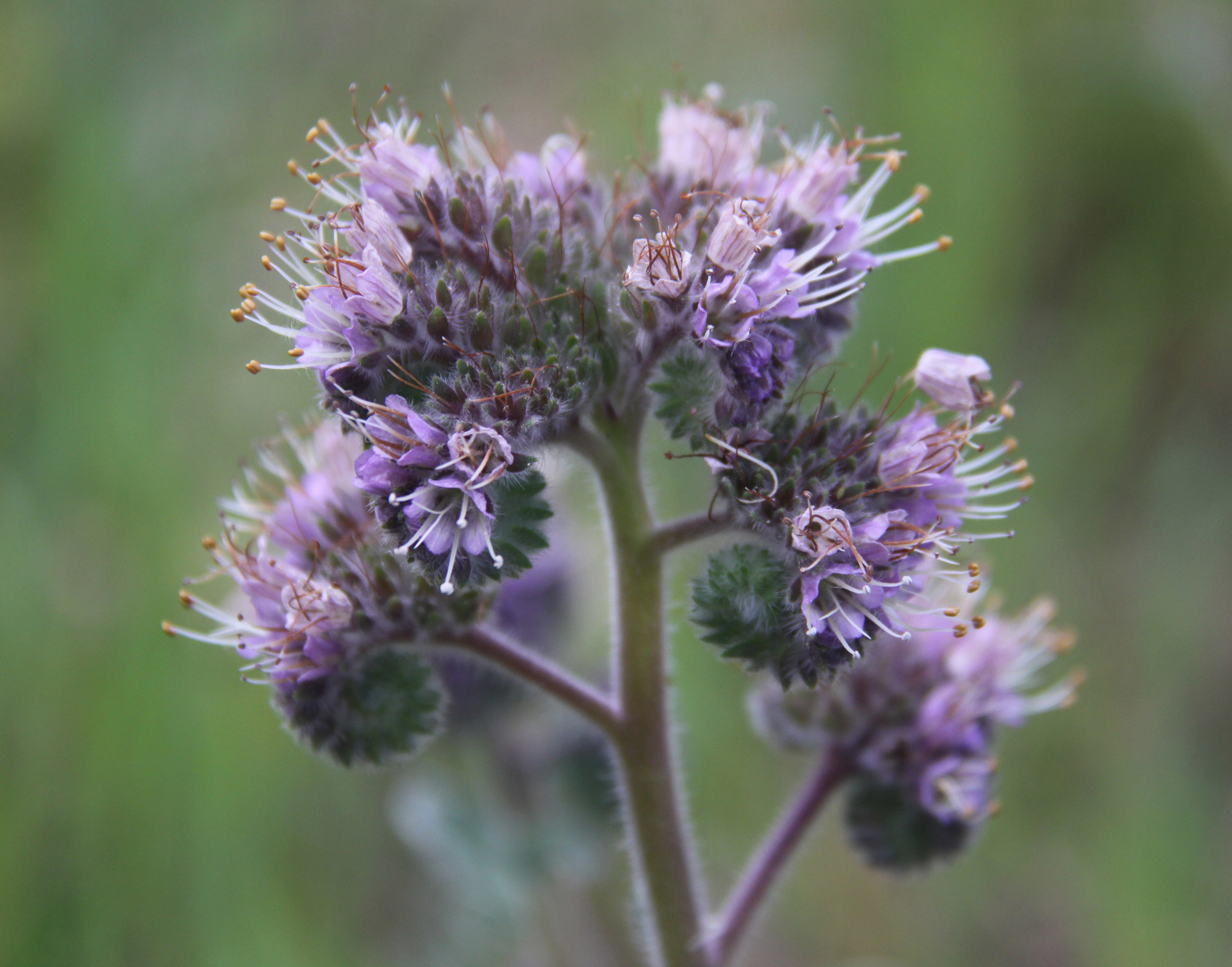 Phacelia californica