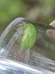 Spissistilus festinus