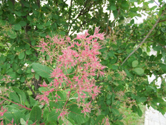 Cotinus coggygria