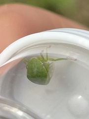 Spissistilus festinus