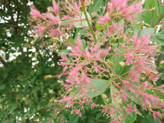 Cotinus coggygria