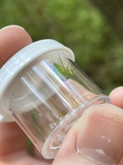 Spissistilus festinus