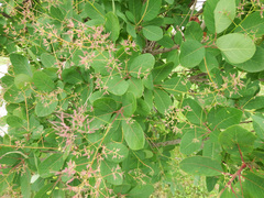 Cotinus coggygria