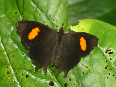 Daedalma dinias