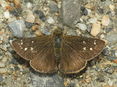 Dalla crithote
