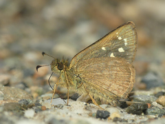 Dalla crithote
