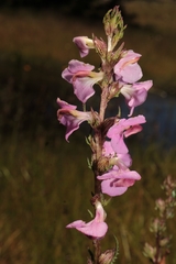 Pedicularis mexicana