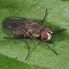 Leucophora
