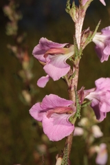 Pedicularis mexicana