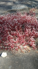 Sedum smallii