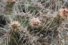 Opuntia fragilis