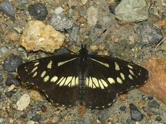 Gnathotriche exclamationis