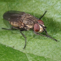 Leucophora