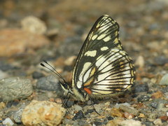 Gnathotriche exclamationis