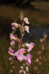 Pedicularis mexicana