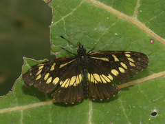 Gnathotriche exclamationis