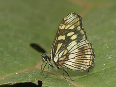 Gnathotriche exclamationis