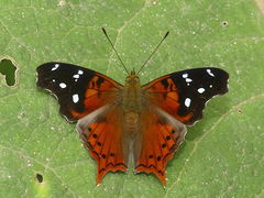 Hypanartia cinderella