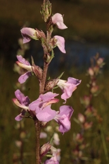Pedicularis mexicana
