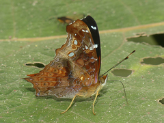 Hypanartia cinderella
