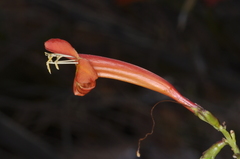 Tecoma fulva garrocha