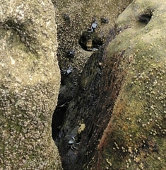 Pachygrapsus marmoratus