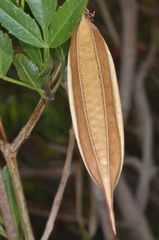 Tecoma fulva garrocha