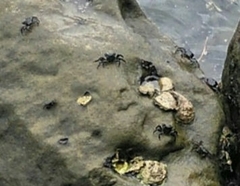 Pachygrapsus marmoratus