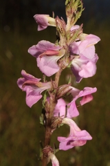 Pedicularis mexicana